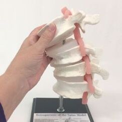 modèle de colonne lombaire